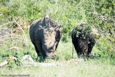 Breitmaulnashorn (12 von 28).jpg